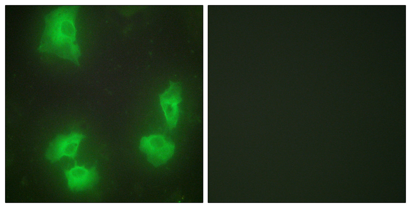 p35 Rabbit Polyclonal Antibody