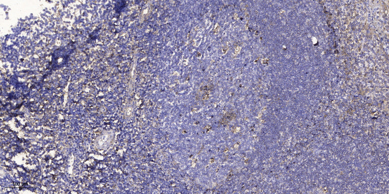 PAGE-3 Rabbit Polyclonal Antibody