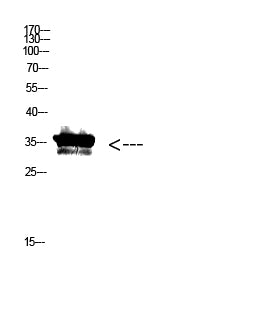 Pan myristoylation  Rabbit Polyclonal Antibody