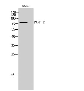 PARP-2 Rabbit Polyclonal Antibody
