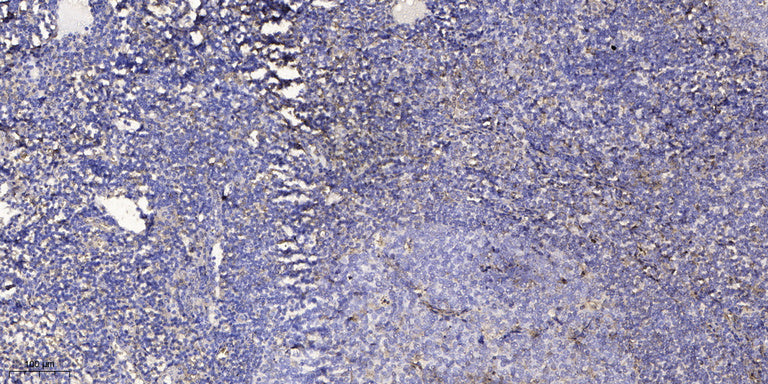 PART-1 Rabbit Polyclonal Antibody