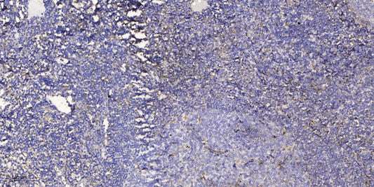 PART-1 Rabbit Polyclonal Antibody