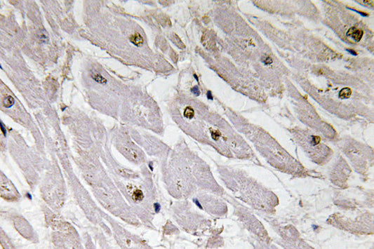 Pax-1 Rabbit Polyclonal Antibody