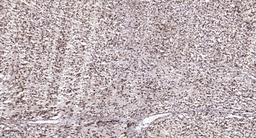 Pbx 4 Rabbit Polyclonal Antibody
