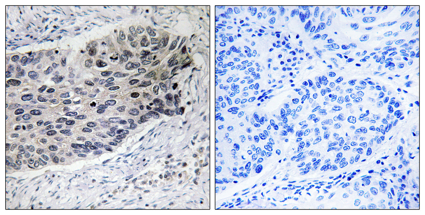 PCB Rabbit Polyclonal Antibody