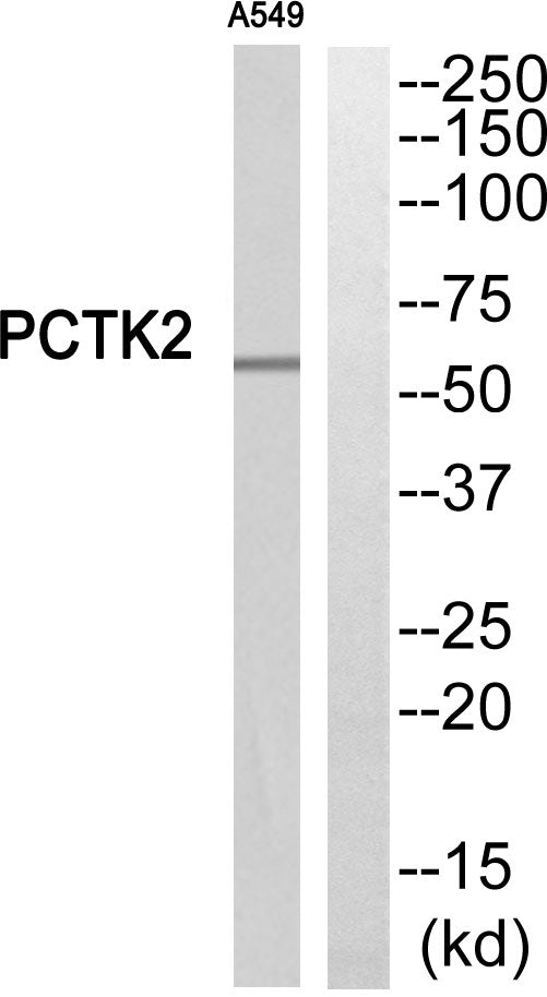 PCTAIRE-2 Rabbit Polyclonal Antibody