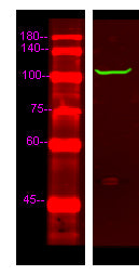 PDE2A Rabbit Polyclonal Antibody