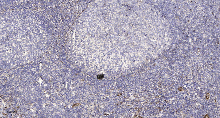 PDE6G Rabbit Polyclonal Antibody