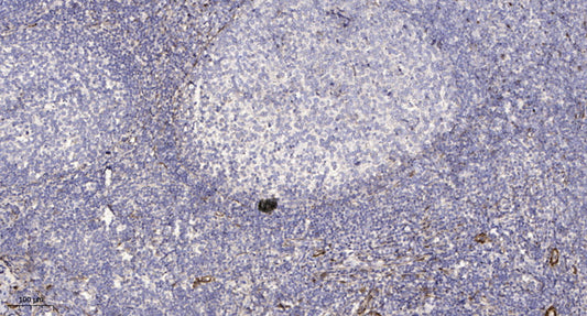 PDE6G Rabbit Polyclonal Antibody