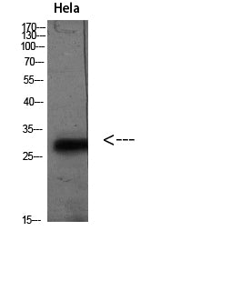 PD-L2 Rabbit Polyclonal Antibody