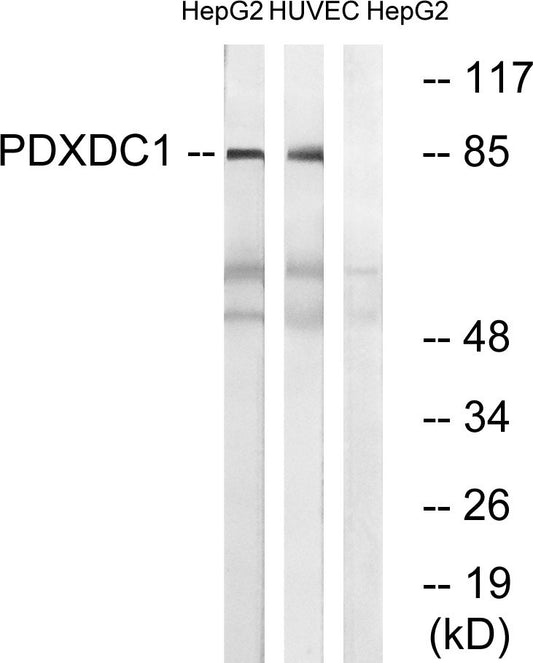 PDXDC1 Rabbit Polyclonal Antibody