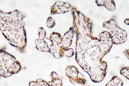 PEDF Rabbit Polyclonal Antibody
