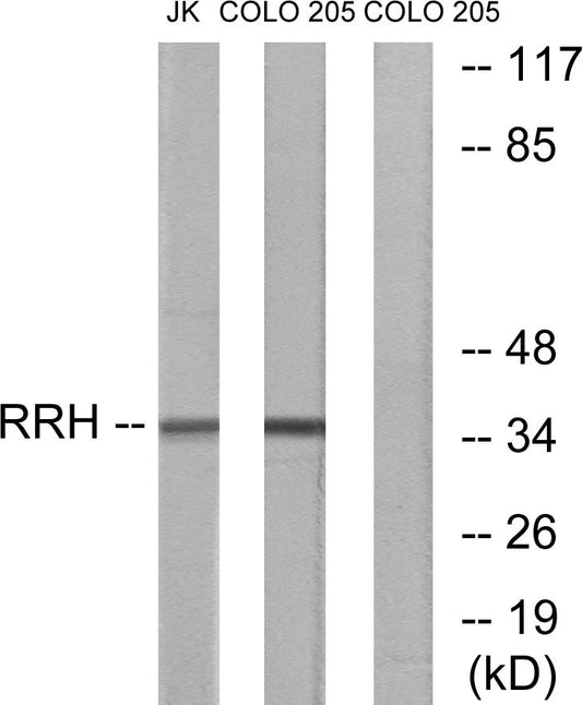 Peropsin Rabbit Polyclonal Antibody