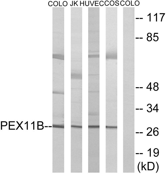 Peroxin 11β Rabbit Polyclonal Antibody