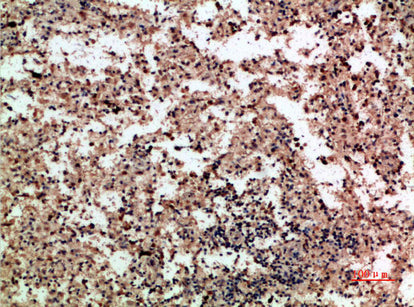 PF-4 Rabbit Polyclonal Antibody