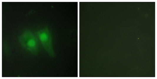 pHyde Rabbit Polyclonal Antibody