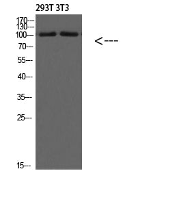 PI 3 Kinase Class 3 Rabbit Polyclonal Antibody