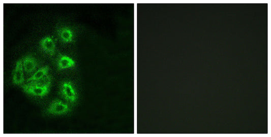 PI 3-kinase p85α/γ Rabbit Polyclonal Antibody