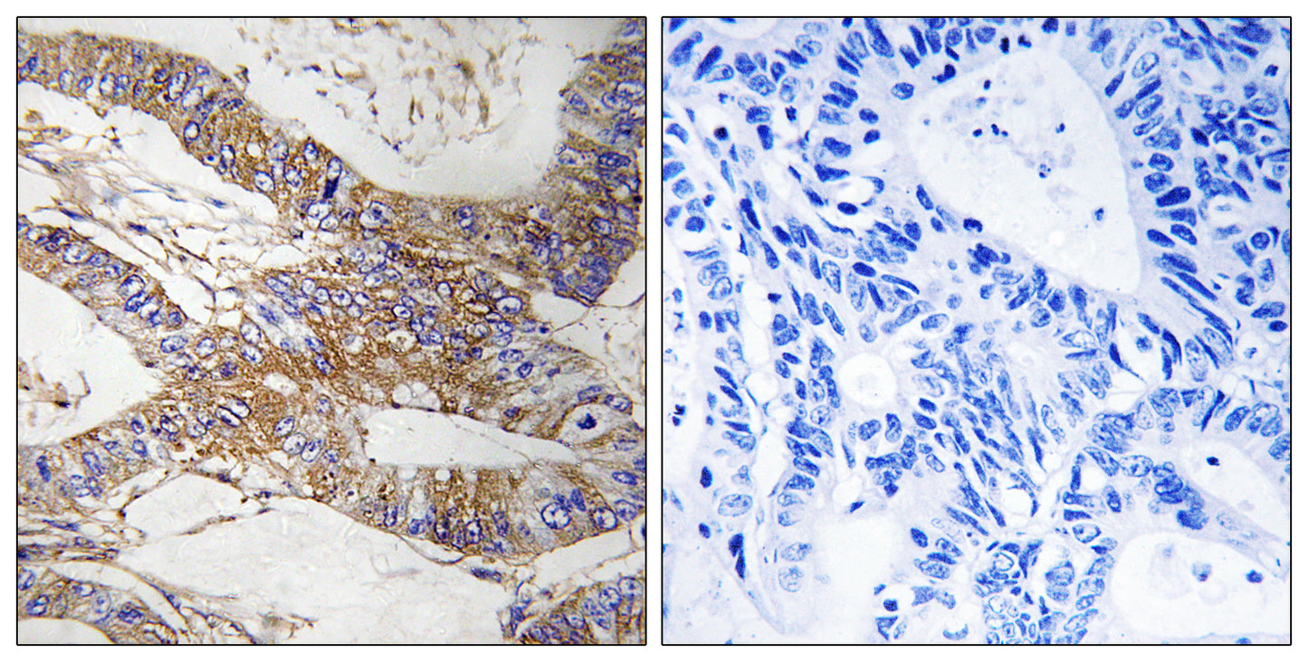 PI-9 Rabbit Polyclonal Antibody