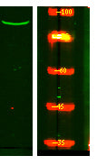 PIGQ Rabbit Polyclonal Antibody