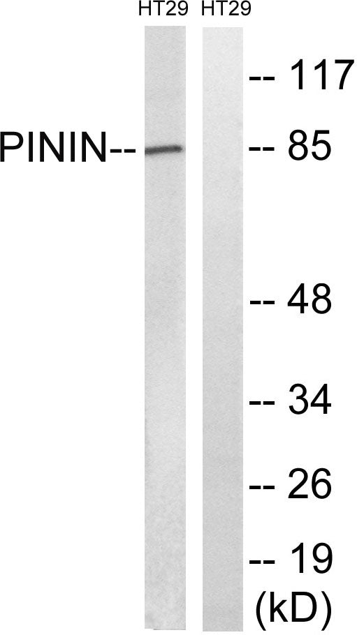 Pinin Rabbit Polyclonal Antibody