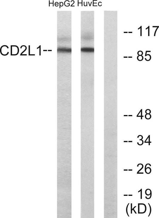 PITSLRE Rabbit Polyclonal Antibody