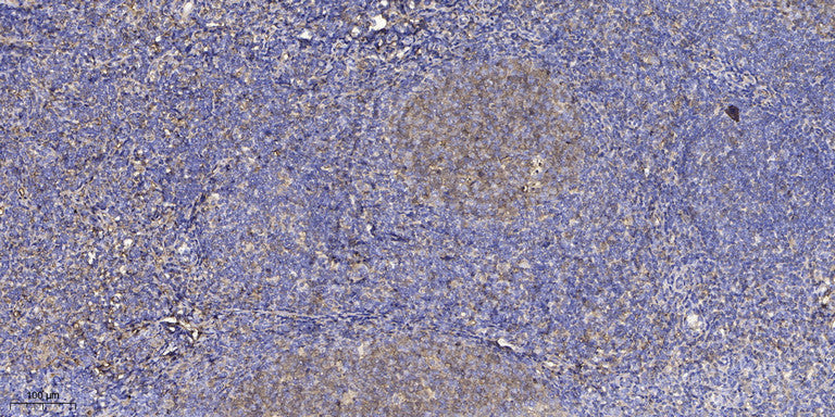 PLCE1 Rabbit Polyclonal Antibody