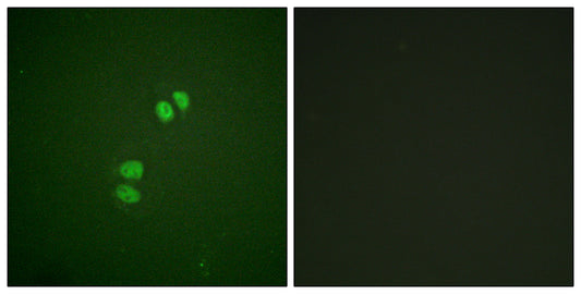 Plk Rabbit Polyclonal Antibody
