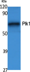 Plk1 Rabbit Polyclonal Antibody