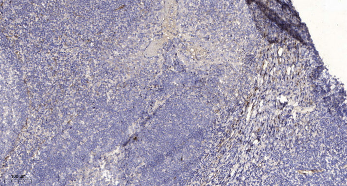 PLUNC Rabbit Polyclonal Antibody