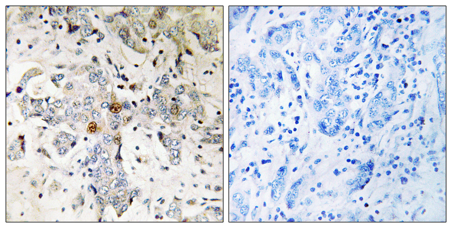 pNO40 Rabbit Polyclonal Antibody