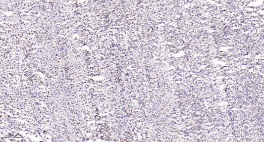 POLD4 Rabbit Polyclonal Antibody