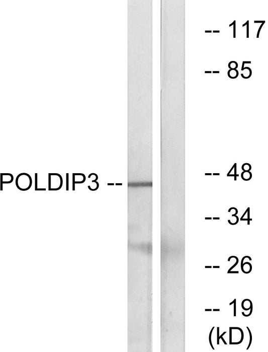 POLDIP3 Rabbit Polyclonal Antibody
