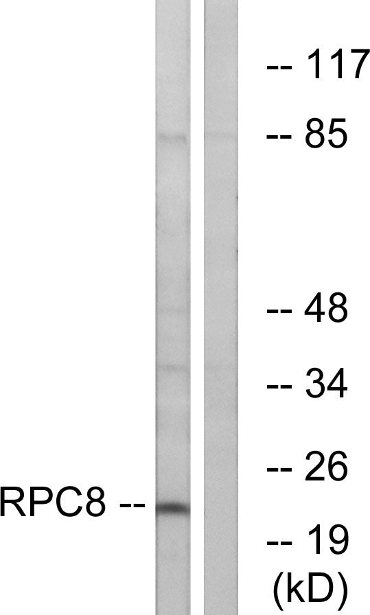 POLR3H Rabbit Polyclonal Antibody