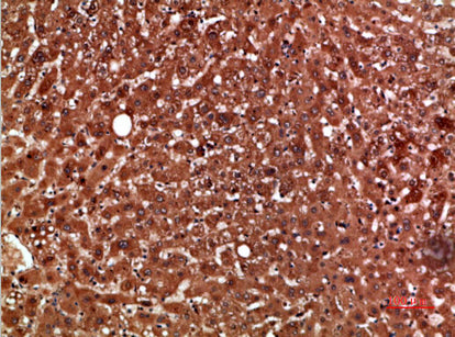 PON1 Rabbit Polyclonal Antibody