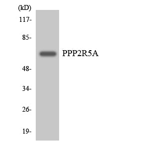 PP2A-B56-α Rabbit Polyclonal Antibody
