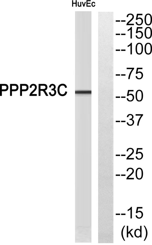 PPP2R3C Rabbit Polyclonal Antibody