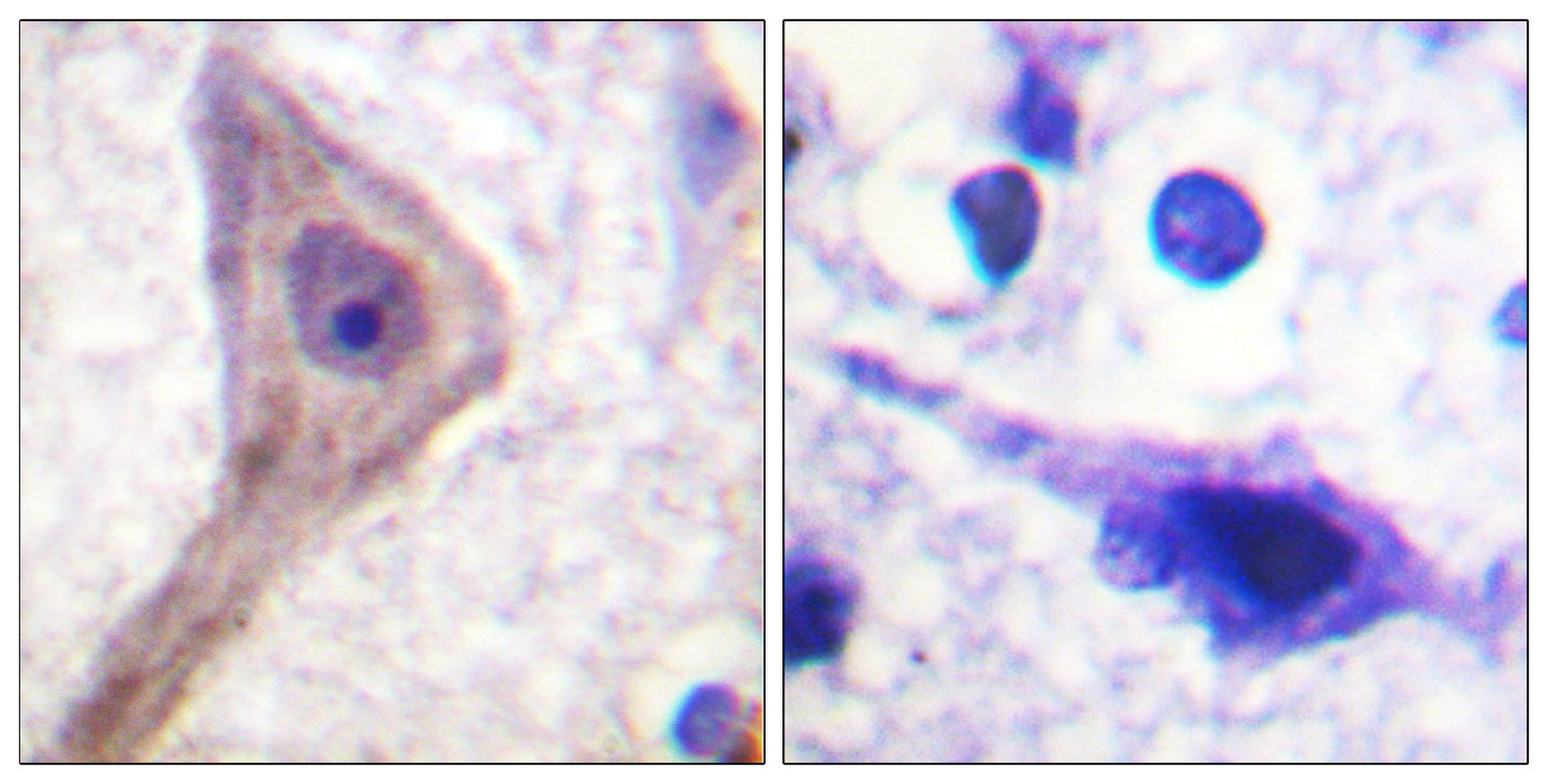 PRAS40 Rabbit Polyclonal Antibody