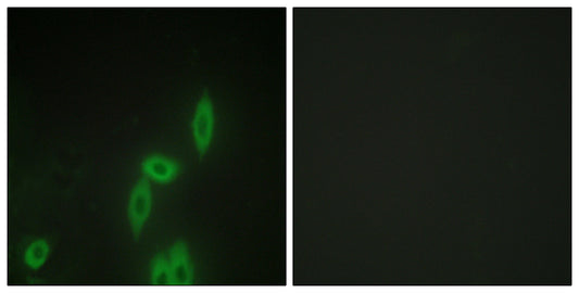 Protocadherin-11 Rabbit Polyclonal Antibody