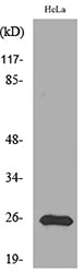 PRX I Rabbit Polyclonal Antibody