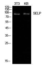 P-Selectin Rabbit Polyclonal Antibody
