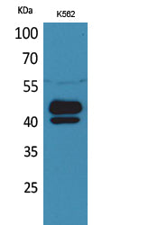 PSG1 Rabbit Polyclonal Antibody