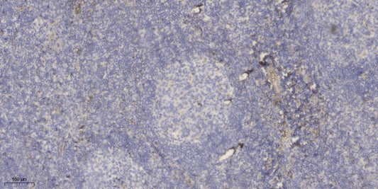 PSG3 Rabbit Polyclonal Antibody