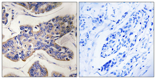 PSK2 Rabbit Polyclonal Antibody