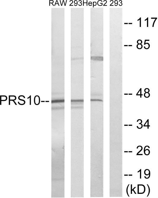 PSMC6 Rabbit Polyclonal Antibody