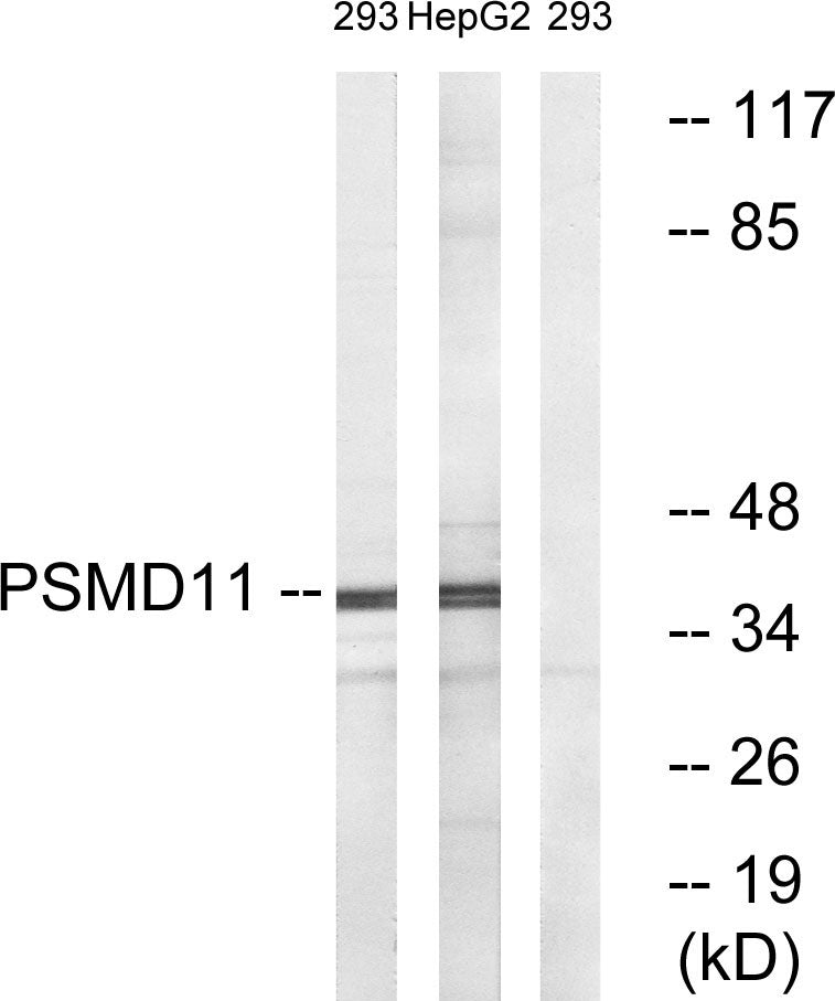PSMD11 Rabbit Polyclonal Antibody