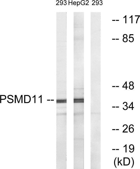 PSMD11 Rabbit Polyclonal Antibody