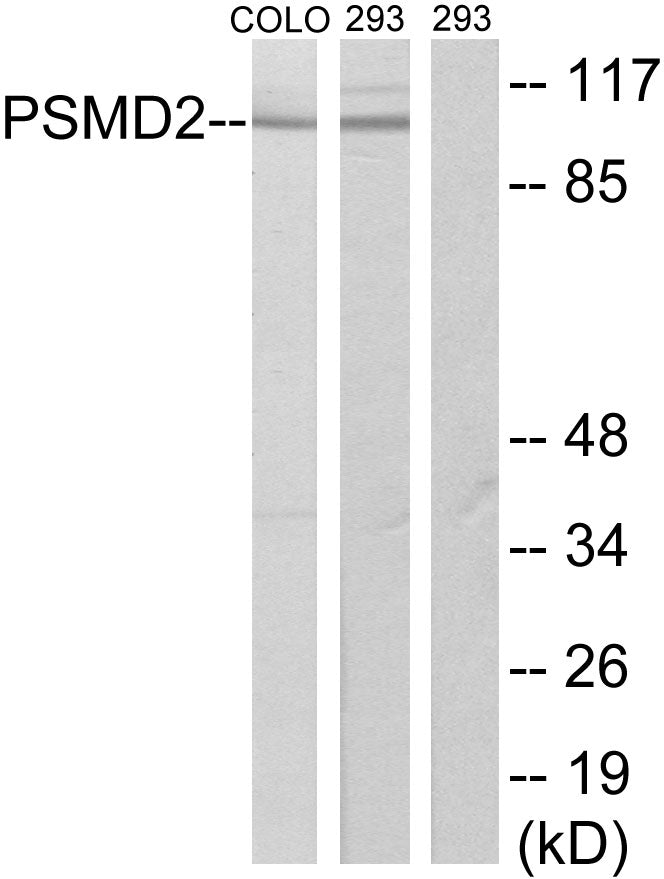 PSMD2 Rabbit Polyclonal Antibody