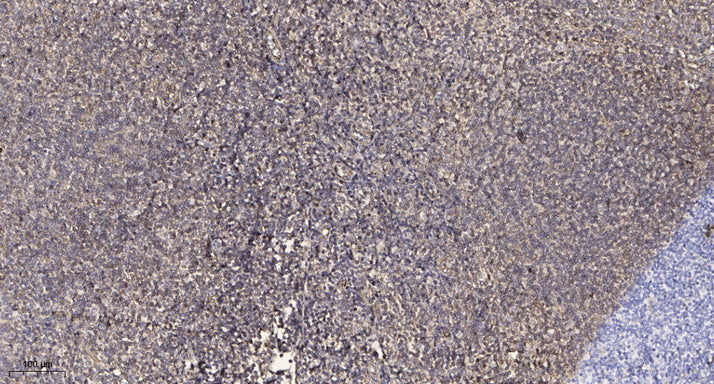 PSMD3 Rabbit Polyclonal Antibody