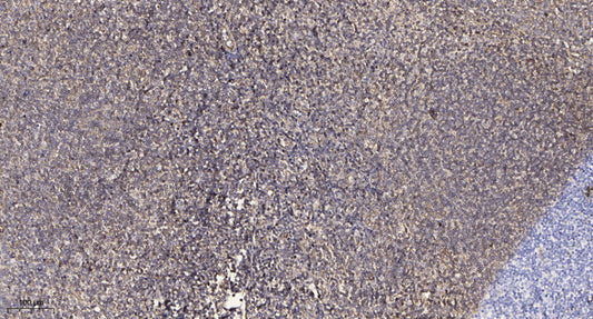 PSMD3 Rabbit Polyclonal Antibody